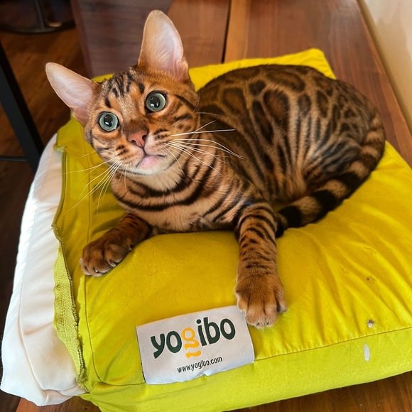 ✨ Meet the Posher ✨ - Picture 13 of 16